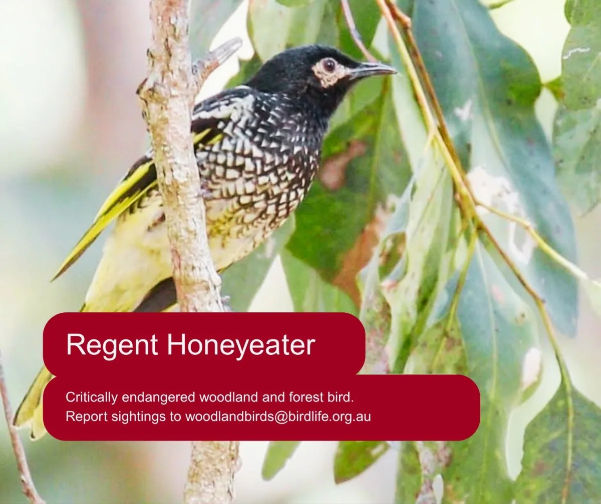Regent Honeyeater, a critically endangered bird of the Lower Hunter Valley